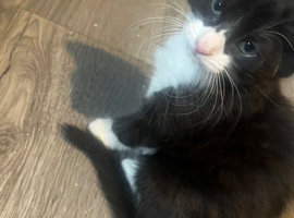 Stunning kittens x