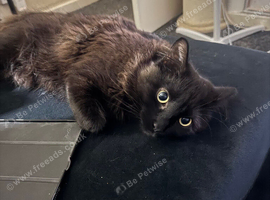 Male and Female cat looking for new home
