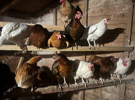 Laying hens for sale