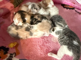 4 beautiful diluted calico ready now