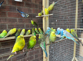 Cute stunning budgies