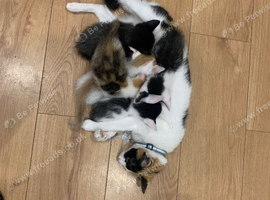 Kittens for sale