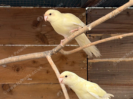 3 Kakarikis for sale, Redditch