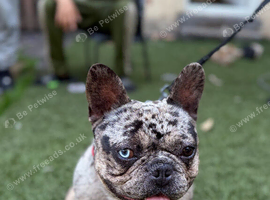 Beautiful French bulldog