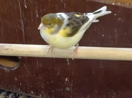 MALE CANARIES