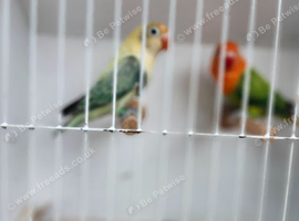 EUWING TURQUOISE AND GREEN OPALINE