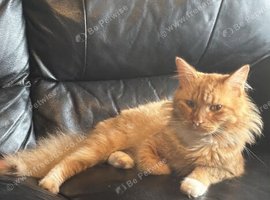 Male cat