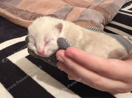 Kittens in Bradford