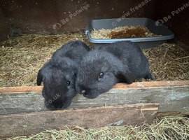 2 male pure lops