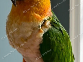 Black head caique with cage