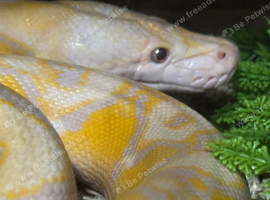 Female albino lavender het pied retic