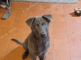 12 WEEK OLD BLUE GERMAN SHEPHERD