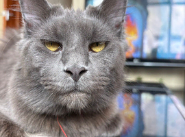Female Maine coon