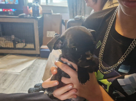chihuahua x