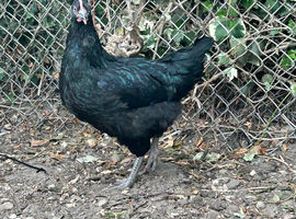 French copper Maran hybrid hen point of lay
