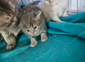 Beautiful British short haired cross kittens for sale