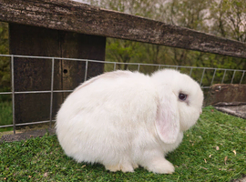 Adult Mini Lop Female