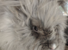 English Angora male