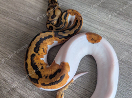 Leopard yellowbelly clown pied