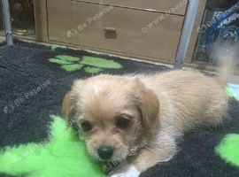 Shih tzu / Jack russell male