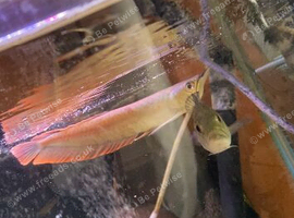 Arowana
