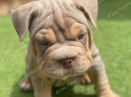 French bulldog x Pocket bully puppies for sale!