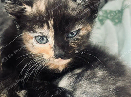 Very sweet kittens