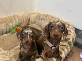 Miniature dachshund puppies