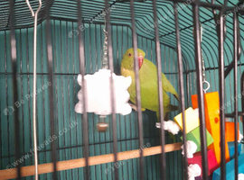 Young Indian ringneck