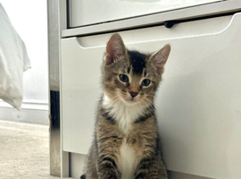 2/6 Abyssinian & Tabby Mix LEFT