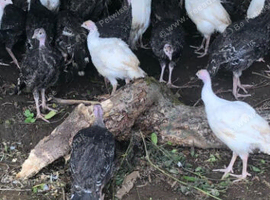 Norfolk Bronze Turkeys