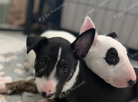 Stunning KC Registered Bull Terrier Litte