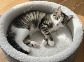 Kittens needing homes