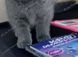 1 silver chunky British short hair male left!