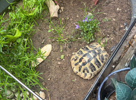 Tortoise