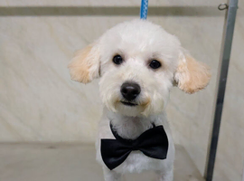 Beautiful Toy poodle 12 months old.