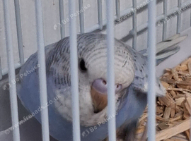 Budgie