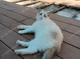 Bi colour Ragdoll female.