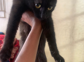female 1 year old