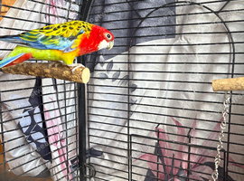Australian parakeet