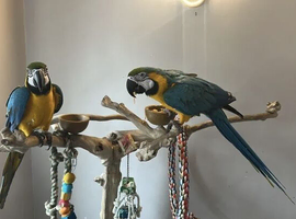 A pair of Blue and gold