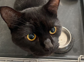 Cat for a good home
