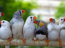Zebra finches
