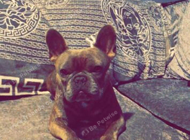 Brindle boy French bulldog