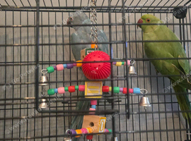 2 x ringnecks