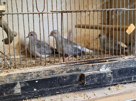 Diamond dove
