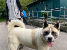 Urgent sale dog (due too moving house)