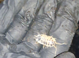 Dairycow Isopods