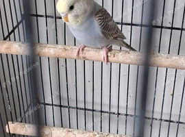 Baby budgies