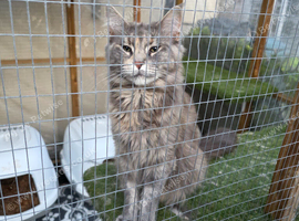 3 x 2year old female maine coon cats